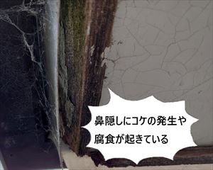 鼻隠し　コケ　腐食